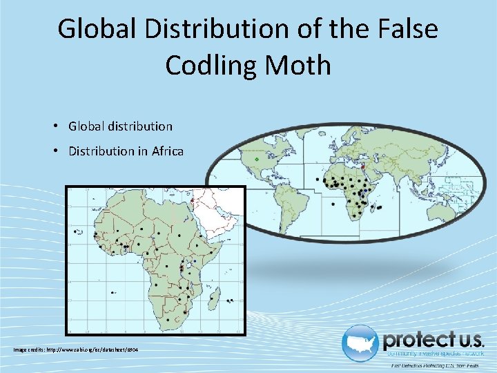 Global Distribution of the False Codling Moth • Global distribution • Distribution in Africa