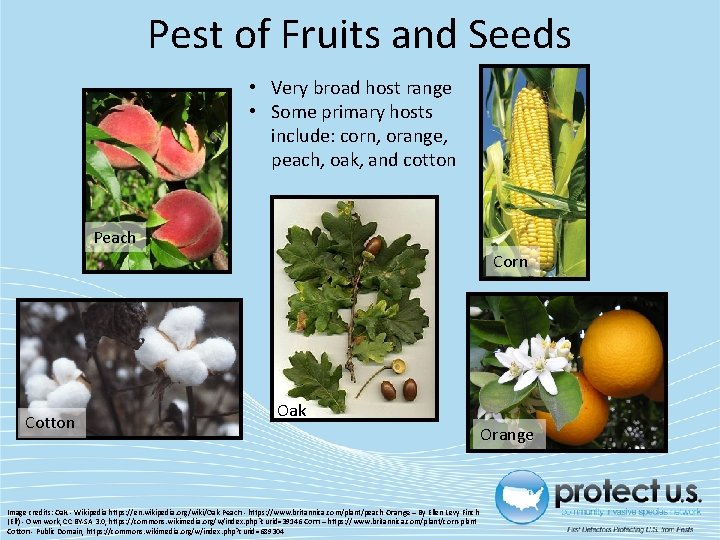 Pest of Fruits and Seeds • Very broad host range • Some primary hosts