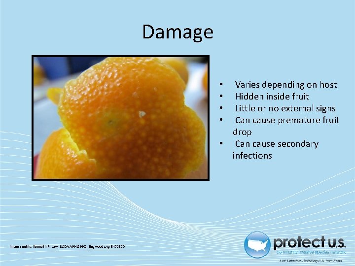 Damage Varies depending on host Hidden inside fruit Little or no external signs Can