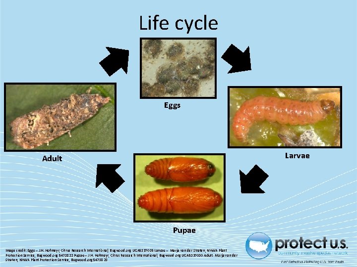 Life cycle Eggs Larvae Adult Pupae Image credit: Eggs – J. H. Hofmeyr, Citrus