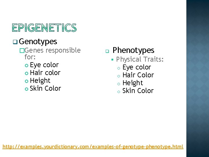 q Genotypes �Genes responsible for: Eye color Hair color Height Skin Color q Phenotypes