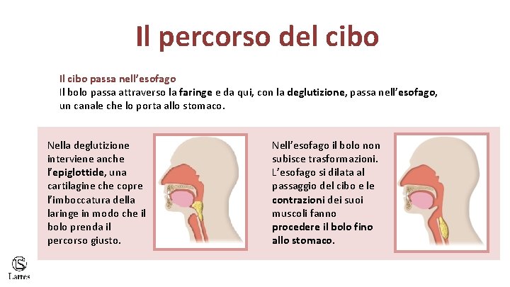 Il percorso del cibo Il cibo passa nell’esofago Il bolo passa attraverso la faringe