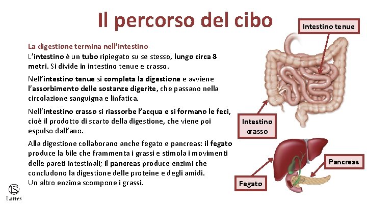 Il percorso del cibo Intestino tenue La digestione termina nell’intestino L’intestino è un tubo