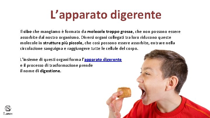 L’apparato digerente Il cibo che mangiamo è formato da molecole troppo grosse, che non