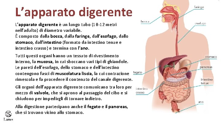 L’apparato digerente è un lungo tubo (10 -12 metri nell’adulto) di diametro variabile. È