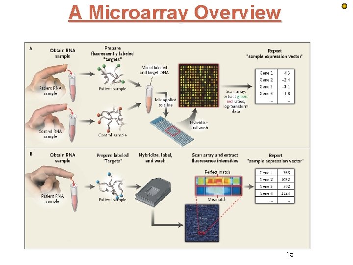 A Microarray Overview 15 