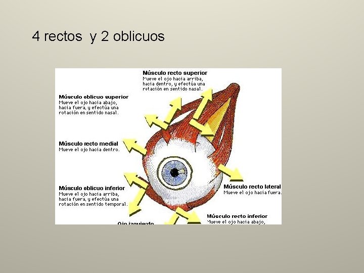 4 rectos y 2 oblicuos 