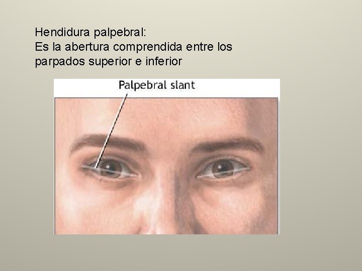 Hendidura palpebral: Es la abertura comprendida entre los parpados superior e inferior 