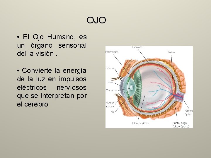 OJO • El Ojo Humano, es un órgano sensorial del la visión. • Convierte
