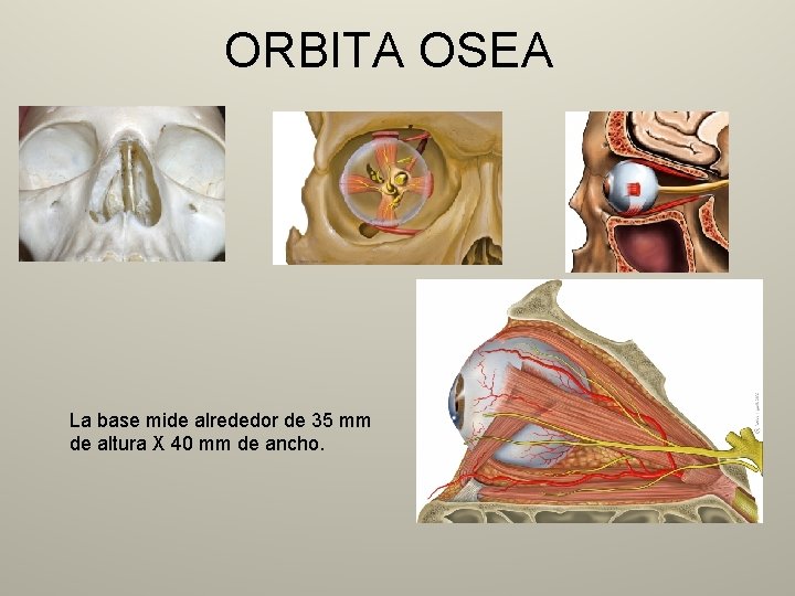 ORBITA OSEA La base mide alrededor de 35 mm de altura X 40 mm