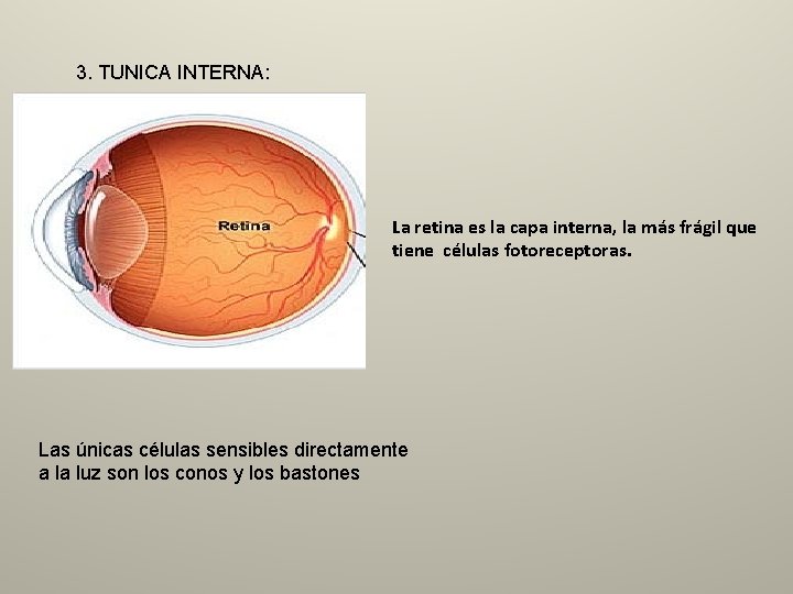 3. TUNICA INTERNA: La retina es la capa interna, la más frágil que tiene