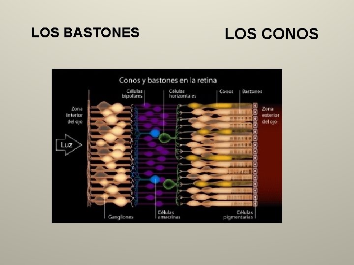 LOS BASTONES LOS CONOS 