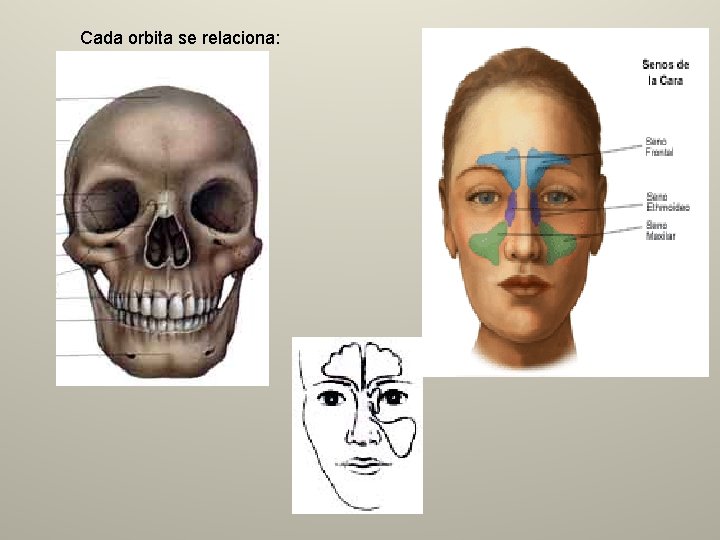 Cada orbita se relaciona: 