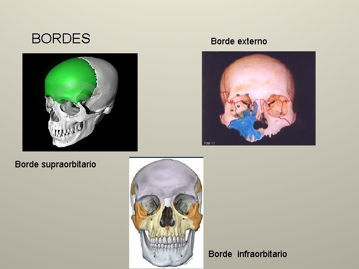 BORDES Borde externo Borde supraorbitario Borde infraorbitario 