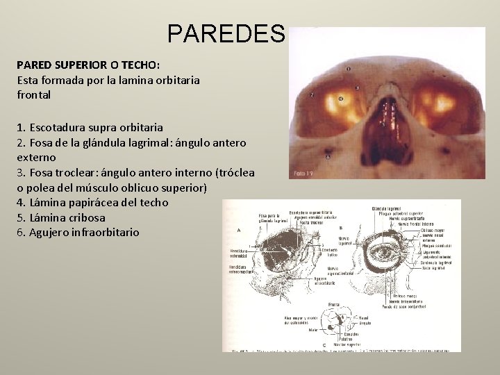 PAREDES PARED SUPERIOR O TECHO: Esta formada por la lamina orbitaria frontal 1. Escotadura