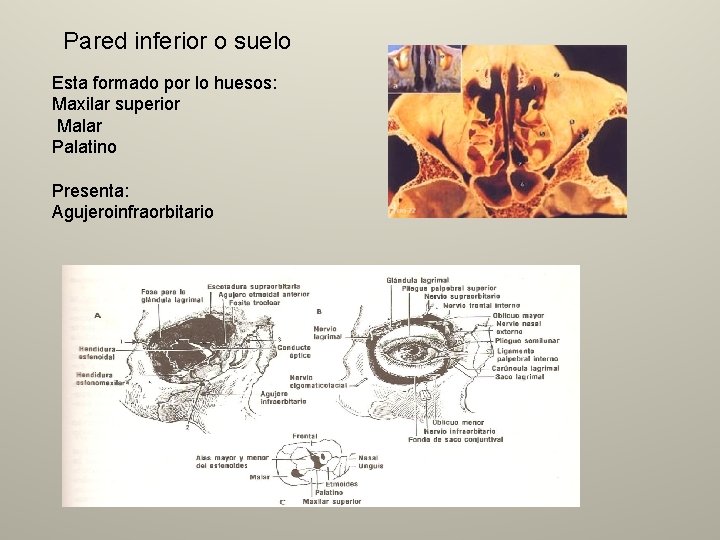 Pared inferior o suelo Esta formado por lo huesos: Maxilar superior Malar Palatino Presenta: