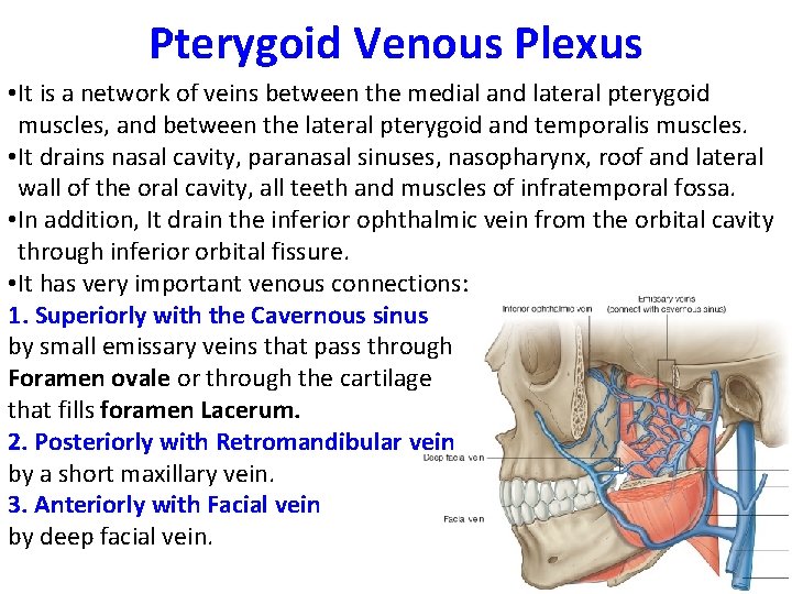 Pterygoid Venous Plexus • It is a network of veins between the medial and