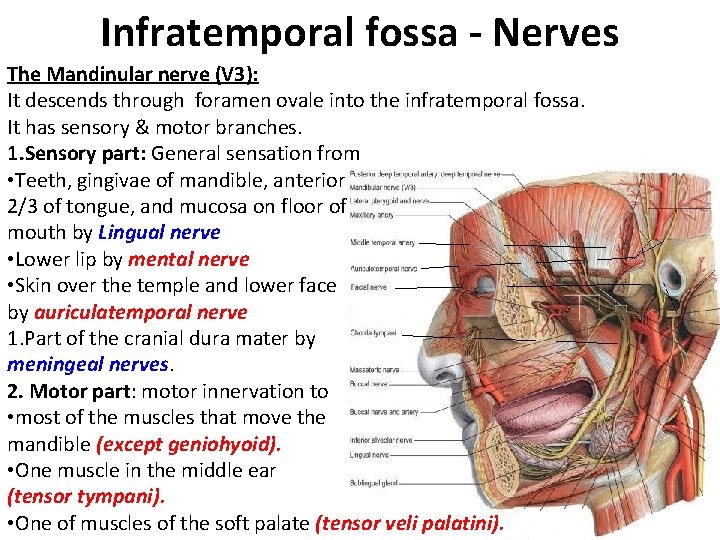Infratemporal fossa - Nerves The Mandinular nerve (V 3): It descends through foramen ovale