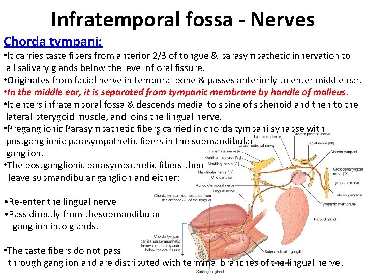Infratemporal fossa - Nerves Chorda tympani: • It carries taste fibers from anterior 2/3