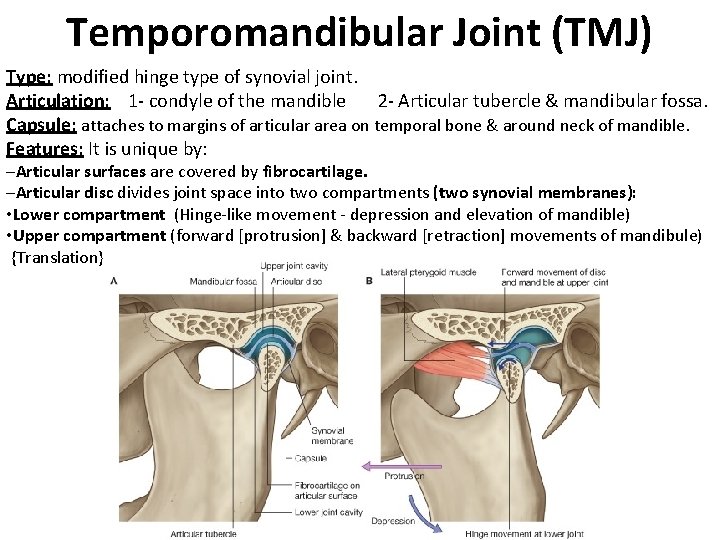 Temporomandibular Joint (TMJ) Type: modified hinge type of synovial joint. Articulation: 1 - condyle