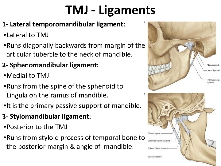 TMJ - Ligaments 1 - Lateral temporomandibular ligament: • Lateral to TMJ • Runs