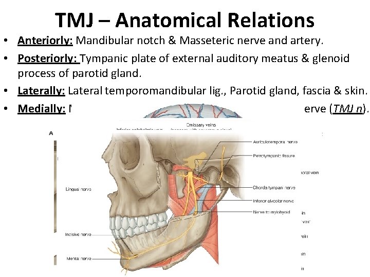 TMJ – Anatomical Relations • Anteriorly: Mandibular notch & Masseteric nerve and artery. •
