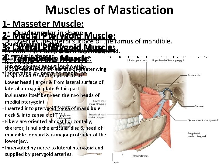 Muscles of Mastication 1 - Masseter Muscle: Quadrangular in shape 2 - • •