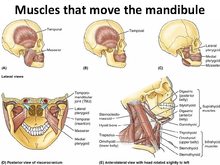 Muscles that move the mandibule 