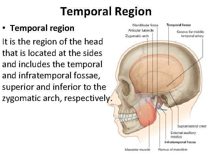 Temporal Region • Temporal region It is the region of the head that is