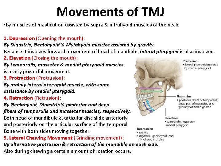 Movements of TMJ • By muscles of mastication assisted by supra & infrahyoid muscles