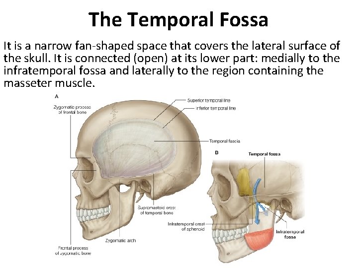 The Temporal Fossa It is a narrow fan-shaped space that covers the lateral surface