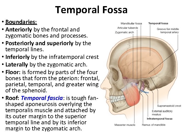 Temporal Fossa • Boundaries: • Anteriorly by the frontal and zygomatic bones and processes.