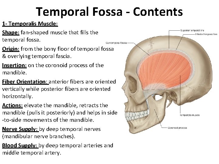 Temporal Fossa - Contents 1 - Temporalis Muscle: Shape: fan-shaped muscle that fills the