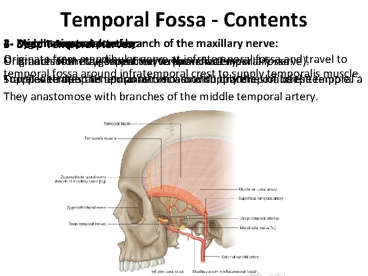 Temporal Fossa - Contents 423 Zygomaticotemporal Deep temporal arteries: artery: branch of the maxillary