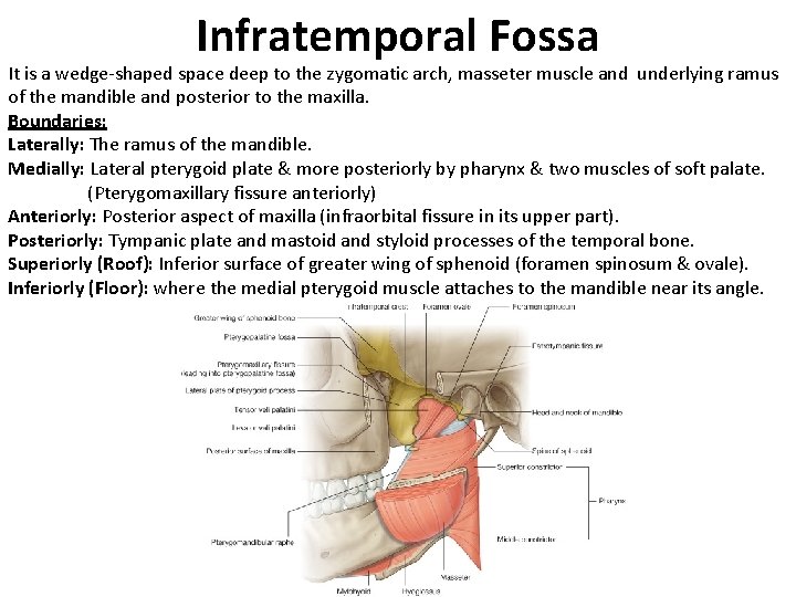 Infratemporal Fossa It is a wedge-shaped space deep to the zygomatic arch, masseter muscle