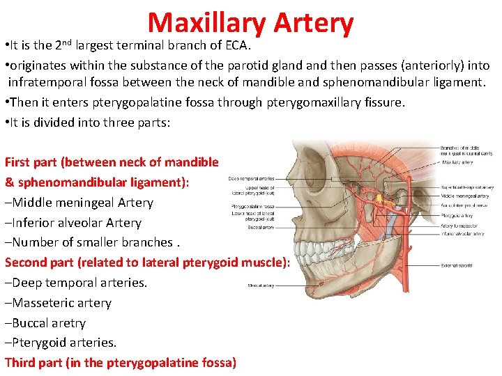 Maxillary Artery • It is the 2 nd largest terminal branch of ECA. •