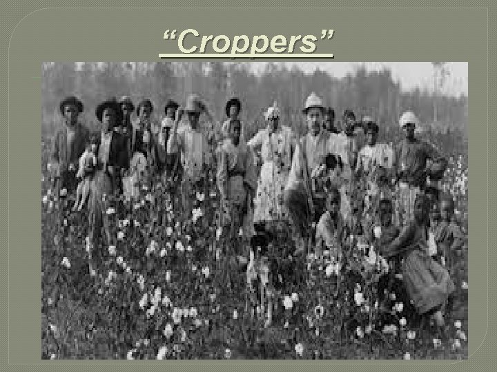 “Croppers” 