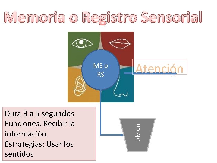 Memoria o Registro Sensorial Dura 3 a 5 segundos Funciones: Recibir la información. Estrategias: