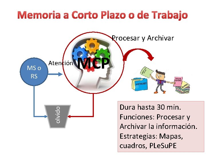 Memoria a Corto Plazo o de Trabajo Procesar y Archivar olvido MS o RS