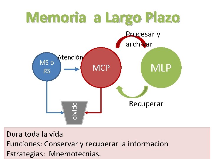 Memoria a Largo Plazo Procesar y archivar MCP olvido MS o RS Atención MLP