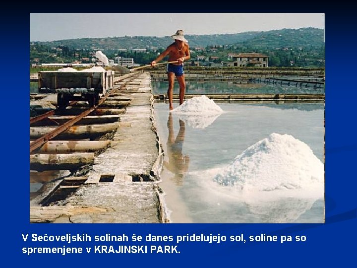 V Sečoveljskih solinah še danes pridelujejo sol, soline pa so spremenjene v KRAJINSKI PARK.