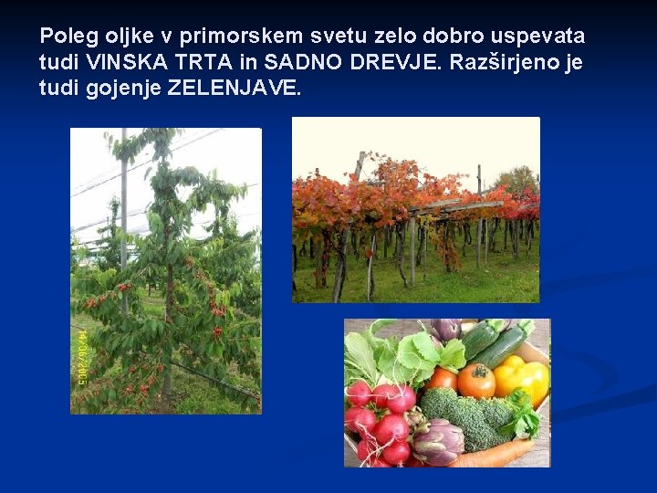 Poleg oljke v primorskem svetu zelo dobro uspevata tudi VINSKA TRTA in SADNO DREVJE.