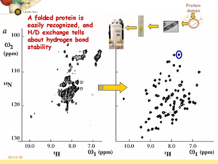 A folded protein is easily recognized, and H/D exchange tells about hydrogen bond stability