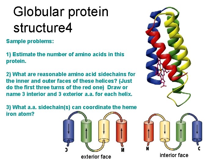 Globular protein structure 4 Sample problems: 1) Estimate the number of amino acids in