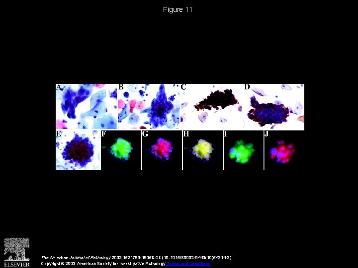 Figure 11 The American Journal of Pathology 2003 1621789 -1806 DOI: (10. 1016/S 0002