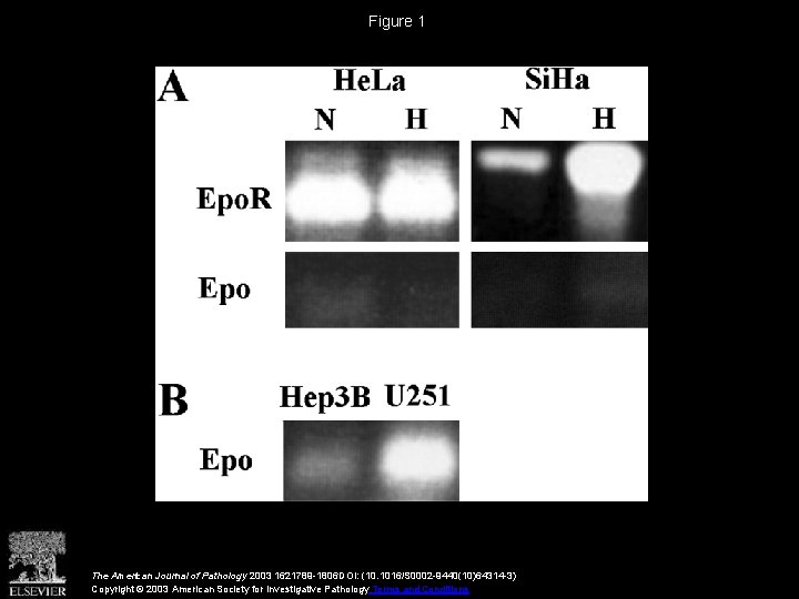 Figure 1 The American Journal of Pathology 2003 1621789 -1806 DOI: (10. 1016/S 0002