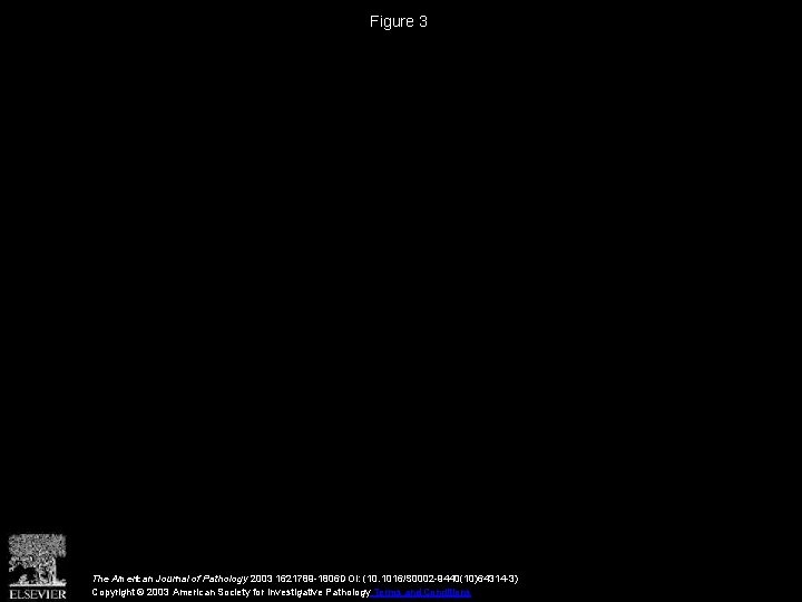 Figure 3 The American Journal of Pathology 2003 1621789 -1806 DOI: (10. 1016/S 0002