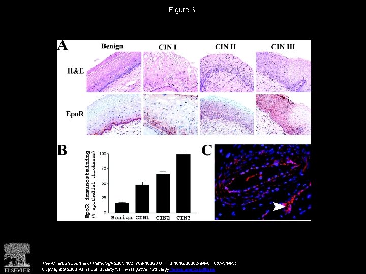 Figure 6 The American Journal of Pathology 2003 1621789 -1806 DOI: (10. 1016/S 0002