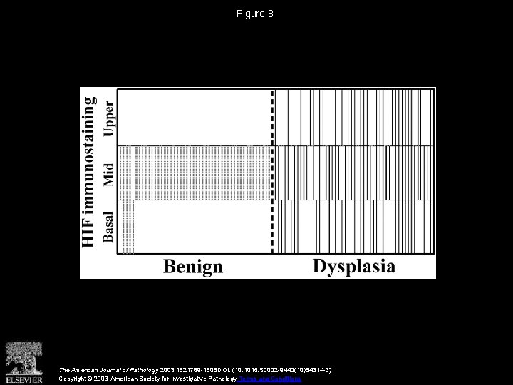 Figure 8 The American Journal of Pathology 2003 1621789 -1806 DOI: (10. 1016/S 0002