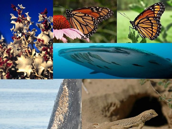 Commensalism • What is happening in each relationship? 